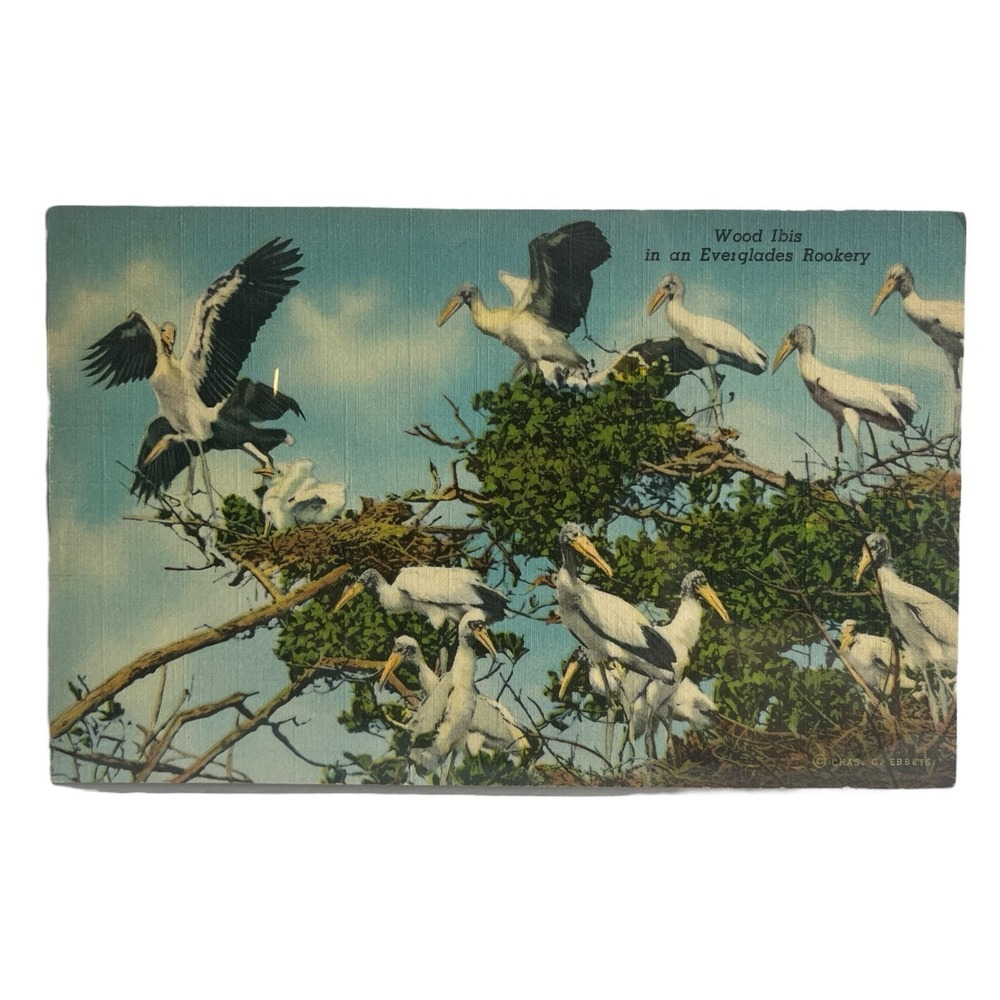 Wood Ibis Birds in‎ an Everglades Rookery  Vintage Linen Postcard Curt Teich